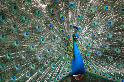 Close-up of peacock