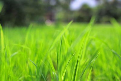 Close-up of fresh green grass in field