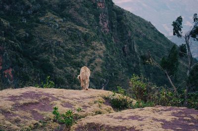 Horse on mountain against sky