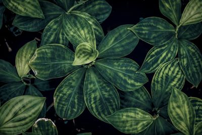 Full frame shot of leaves