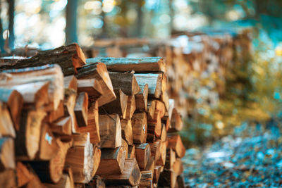 Close-up of logs in forest