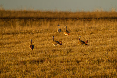 Birds perching on grassy land at sunset