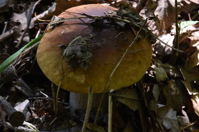 Close-up of mushroom growing on field