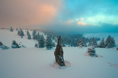 Snow covered trees against sky during sunset