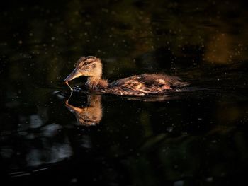 Duck swimming in a lake