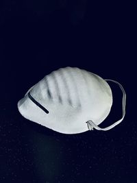 High angle view of a shell over black background