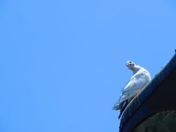 Low angle view of pigeons perching