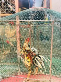 Close-up of fishing net with chainlink fence in cage