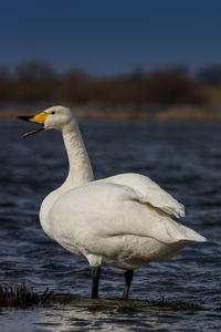 Close-up of swan calling by lake against sky