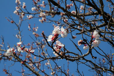 Low angle view of cherry blossoms against sky