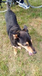 High angle view of dog on field