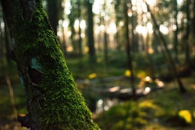 Close-up of moss on tree trunk