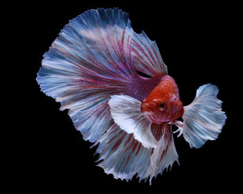 Close-up of fish against black background