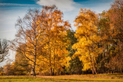 View of autumnal trees against orange sky