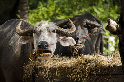 Close-up of cow