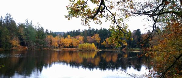 Scenic view of lake by trees in forest against sky