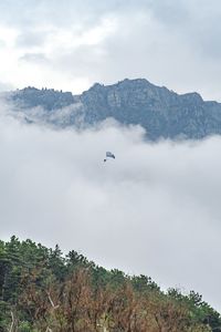 Low angle view of bird flying in sky