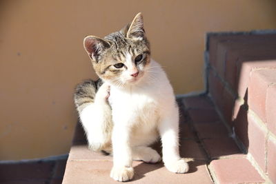 Portrait of cat sitting against wall