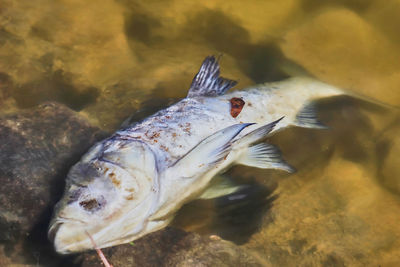 Dead fish floating in polluted water