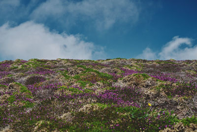 Purple flowering plants on field against sky