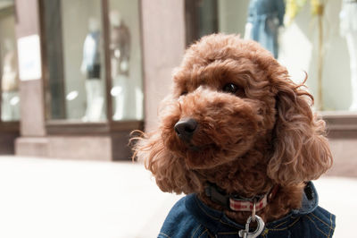 Close-up portrait of a dog at home