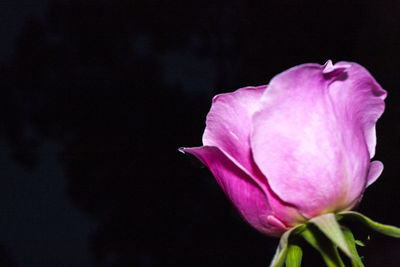 Close-up of pink flower blooming outdoors