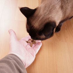 Cropped hand feeding cat at home