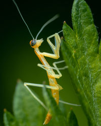 Close-up of insect on leaf