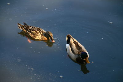 Duck swimming on lake