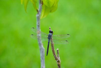 Close-up of dragonfly on plant