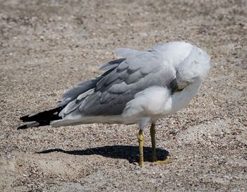 Close-up of seagull on sand