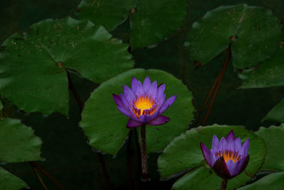 Close-up of lotus water lily in lake