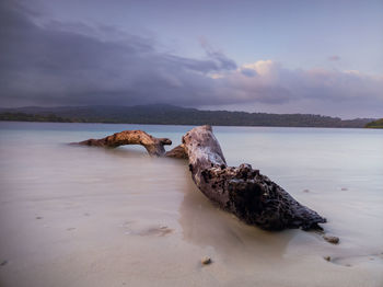 Driftwood on beach