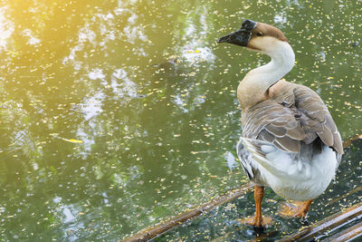 Swan swimming in lake