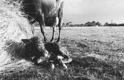 Calf sitting on field