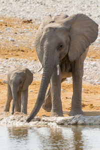 Elephant standing in water