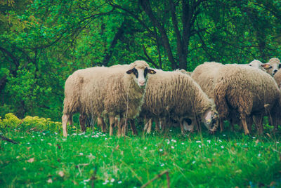 Sheep grazing on grassy field