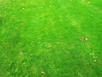 View of green field