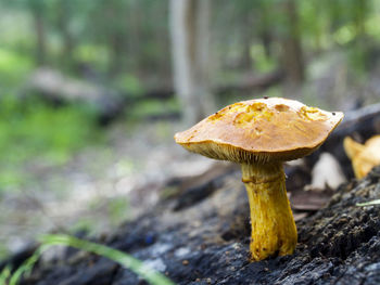 Close-up of mushroom growing in forest