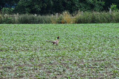 High angle view of bird on field