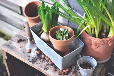 Flower bulbs and plant for potted in metal can and terra cotta flowerpots with garden equipmenton 