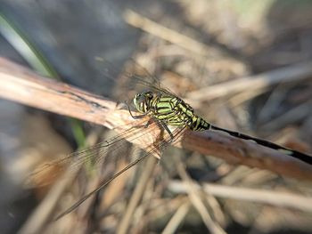 Close-up of dragonfly on plant