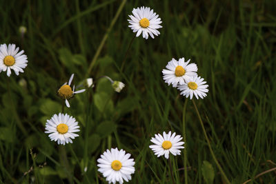 Close-up of white daisy flowers on field