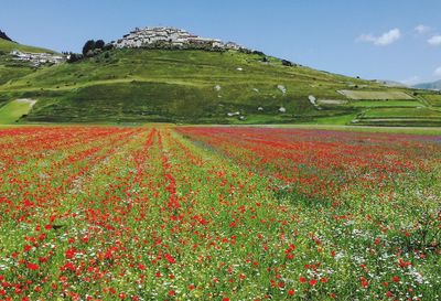 Flowerbed by mountain against sky