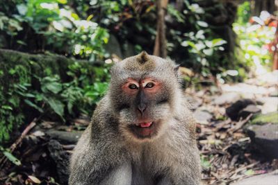 Portrait of monkey sitting on land