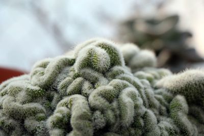 Close-up of coral in snow