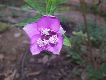 Close-up of pink flower