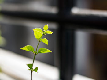 Close-up of small plant