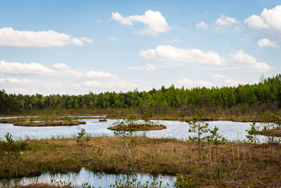 Flooded areas among the swamp and forest in the spring