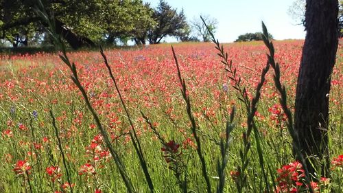 Plants growing on field